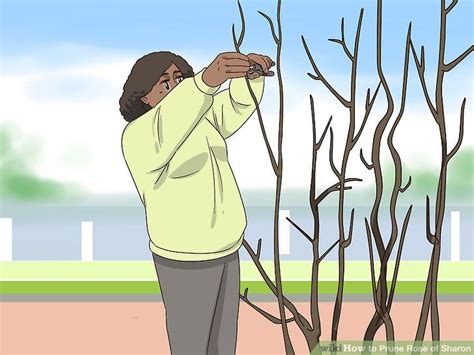 How to Prune Rose of Sharon: 9 Steps (with Pictures) - wikiHow | Rose ...