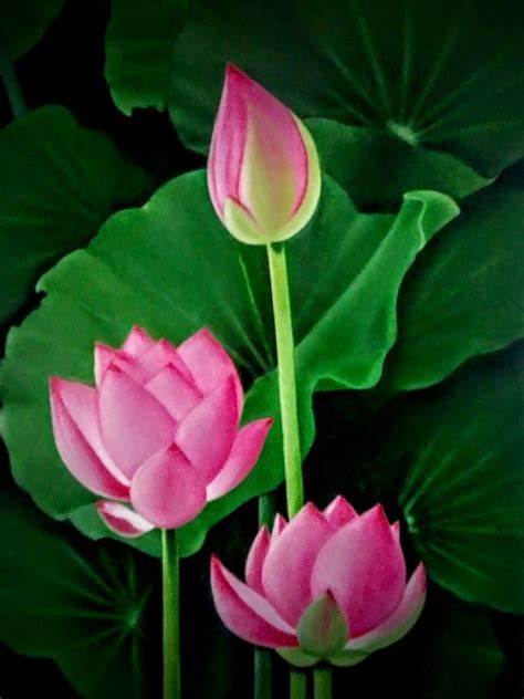 Lotus Pink Flower Art Print | ubicaciondepersonas.cdmx.gob.mx