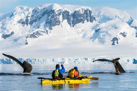 One Ocean Expeditions | Tagging whales in Antarctica - Science Update