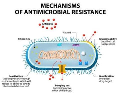 A New Hope in an Old Cure: Nourseothricin's Potential Against Resistant ...