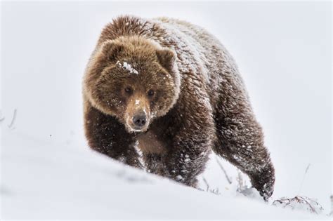 Wallpaper : snow, bears, Grizzly bear, brown bear, fauna, mammal ...