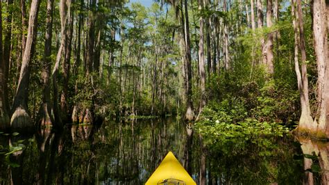 Stephen C. Foster State Park in the Okefenokee Swamp, GA [OC][4480x2520 ...