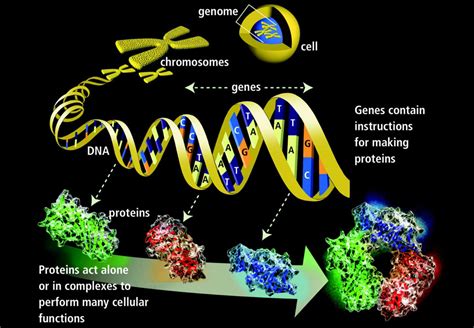 Genetics Basics: Introduction to Genetics