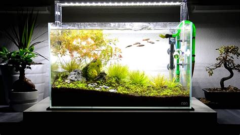 Aqua Design Amano ADA 60 P Project - October Update New fish and plants ...