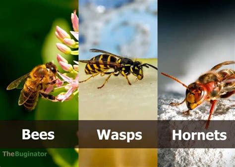 Bee vs Wasp vs Hornet: 15 Ways to Identify (Differences Compared) 🪰 The ...