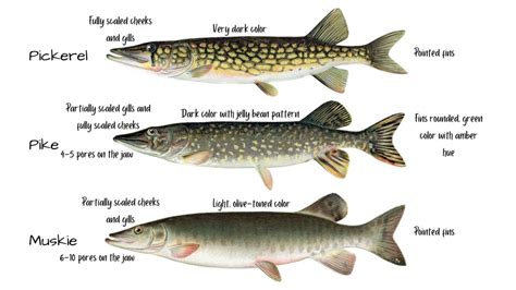 Pike vs Muskie vs Pickerel-What’s the Difference? - eatingthewild.com