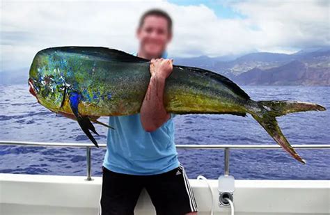 Mahi Mahi - Description, Habitat, Image, Diet, and Interesting Facts