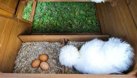 A Complete Guide to Silkie Chicken Eggs | Silkie Chicken Experts