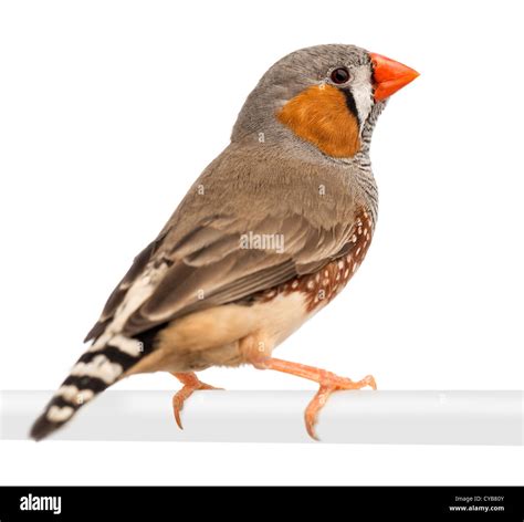 Zebra Finch, Taeniopygia guttata, perching against white background ...