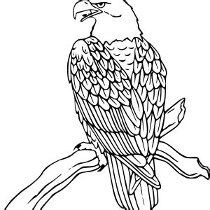 دانلود عکس PNG نقاشی عقاب - Download PNG Image of Eagle Painting