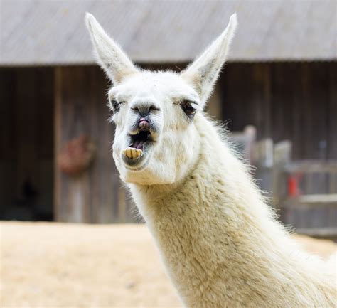 Escape artist llama makes bid for freedom on golf course | Kingman ...