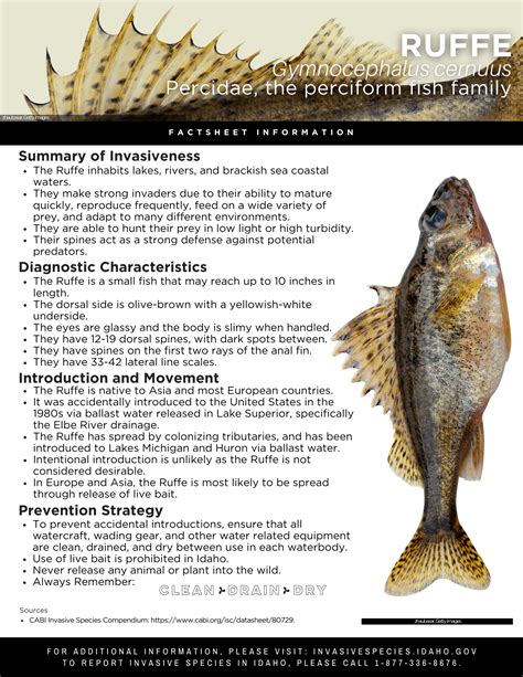 Ruffe Factsheet — Invasive Species of Idaho