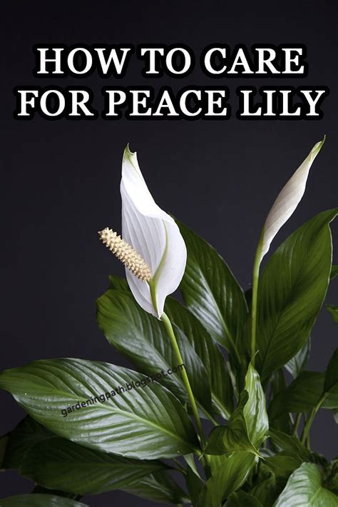 How To Care For Peace Lily (Spathiphyllum)