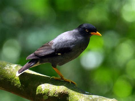 Full day birding in Mt. Merapi National Park, Yogyakarta - Birdikari