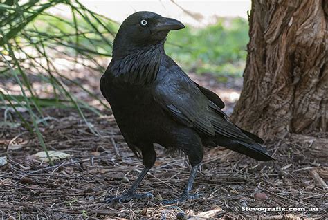 Australian Raven - Corvus coronoides - Stevografix