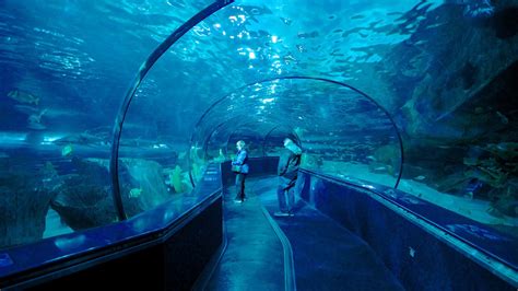 Ripley's Aquarium in Myrtle Beach, South Carolina | Expedia