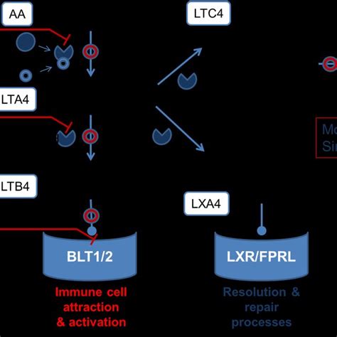 Figures Fig. 1 Leukotriene Pathway | Download Scientific Diagram