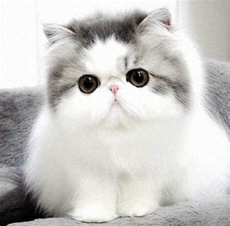 Top 10 Cutest Cat Breeds That Will Make You Smile - Easyday