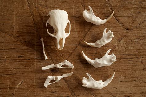 How to clean animal bones for display - Woodlark Blog