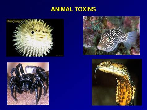 PPT - NATURAL PRODUCTS PLANT & ANIMAL TOXINS PowerPoint Presentation ...