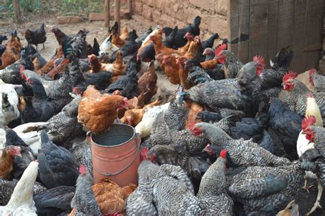 KARI Kienyeji chicken Farming - Ecochicks Poultry Ltd 0727087285