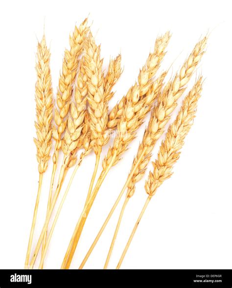 golden wheat isolated on white background Stock Photo - Alamy