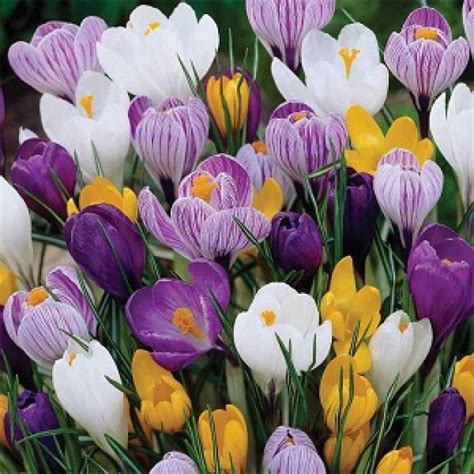 Crocus Lily Pickwick Bulbs (5 bulbs) buy online at cheap price on ...