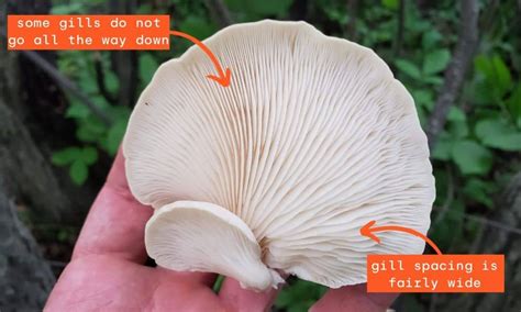 How To Find and Identify Wild Oyster Mushrooms - FreshCap Mushrooms