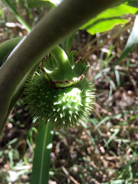 Sacred Datura