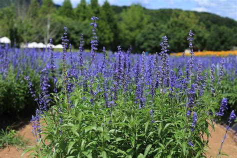 Farinacea Sage Care – Learn How To Grow Mealycup Sage Plants