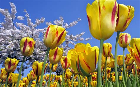 Spring yellow tulips wallpaper | 1920x1200 | #31869