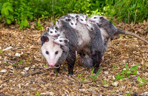 🔥 A Mother Opossum and her many, many joeys 🔥 : r/NatureIsFuckingLit