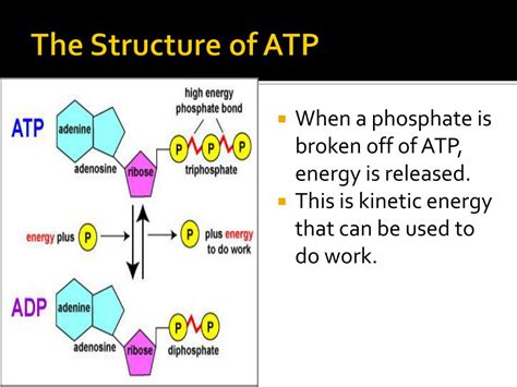 Atp Diagram Labeled