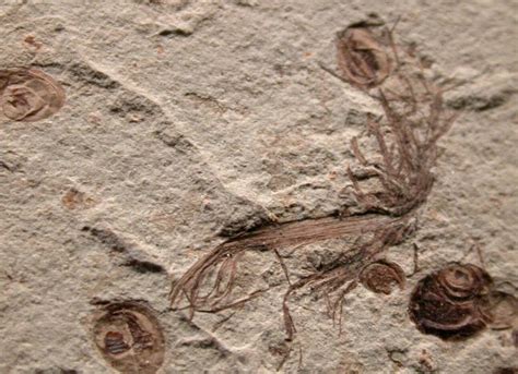 Liaoning Cretaceous Plant Fossil