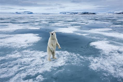 Climate change is shifting polar bears’ Arctic menu, research shows ...