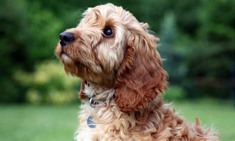 10 Incredible Cockapoo Facts - AZ Animals