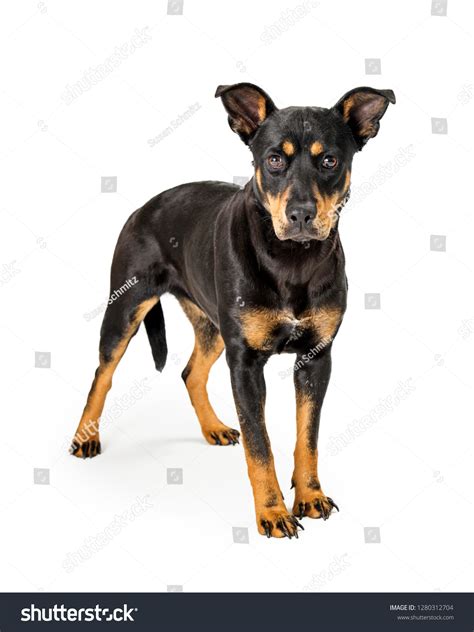 166 Doberman Pinscher Mix Images, Stock Photos & Vectors | Shutterstock