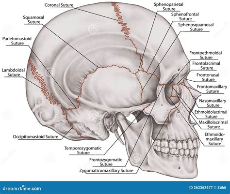 BOARD The Sutures Of Skull, Lateral View Royalty-Free Stock Photography ...