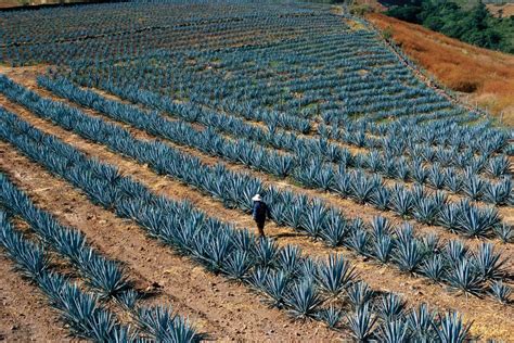 Por rutas azules y agaveras en Tequila, Jalisco Central America, South ...