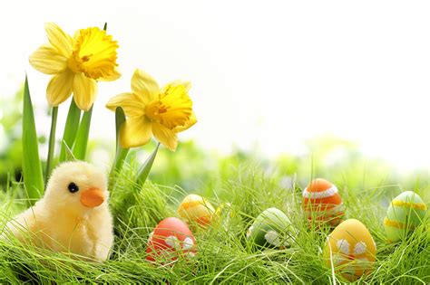 Pictures Easter Chicks Eggs Daffodils Grass Holidays