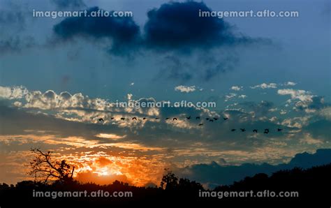 Silhouette of geese flying in the sky during sunset light rays ...