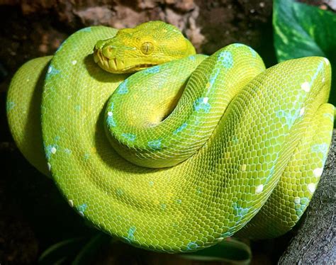 Green tree pythons for sale - Reptile Forums