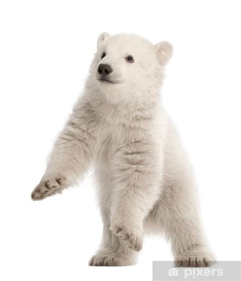 Sticker Polar bear cub, Ursus maritimus, 3 months old, standing - PIXERS.US