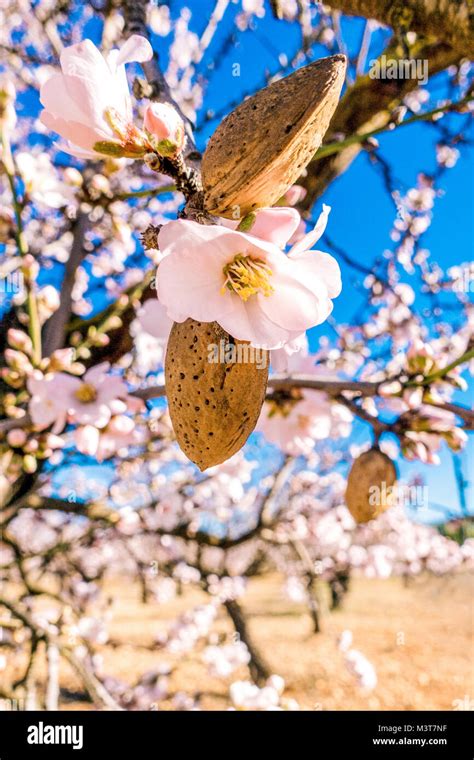 Ripe almond nuts and flowers on blossoming almond tree Stock Photo - Alamy