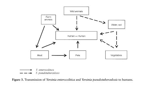 Yersinia Infections - Testing & Natural Treatments - Byron Herbalist