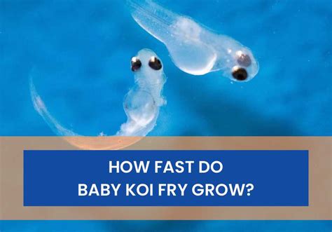 How Fast Do Baby Koi Fry Grow (Koi Fry Growth Chart) - Small Fish Tank