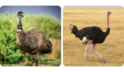 Can an Emu and an Ostrich Mate? - The Hip Chick