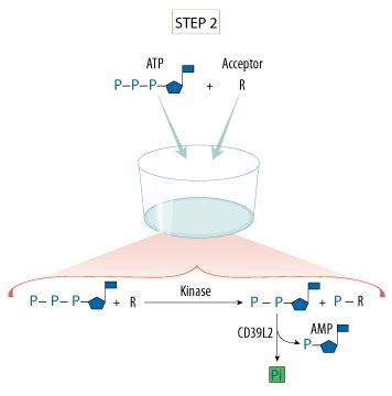 Universal Kinase Activity Kit Assay Principle: R&D Systems