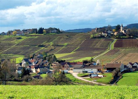 White Burgundy: White Wines of the Côte de Beaune – Paul Marcus Wines