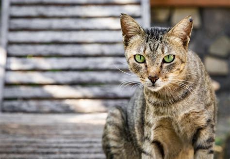 Die Persönlichkeit einer Katze - VIER PFOTEN - Stiftung für Tierschutz ...